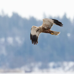 Western Marsh Harrier 