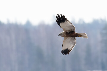 Western Marsh Harrier 
