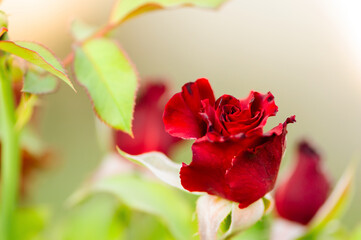 Fototapeta premium Macro photo of a red rose