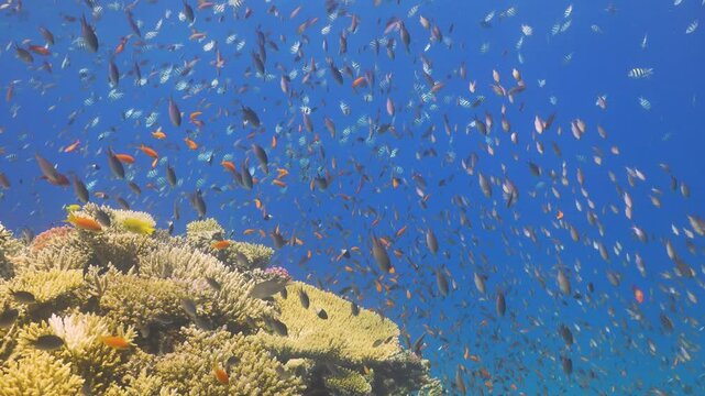 Tropical Fish on Vibrant Coral Reef
