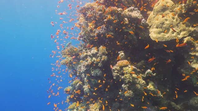 Tropical Fish on Vibrant Coral Reef