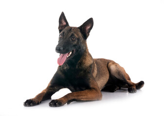 malinois in studio