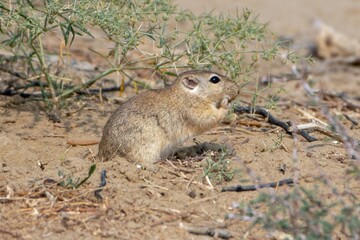 Indian desert jird or Meriones hurrianae at Jorbeer in Rajasthan, India