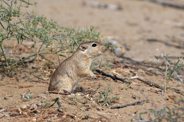 Indian desert jird or Meriones hurrianae at Jorbeer in Rajasthan, India