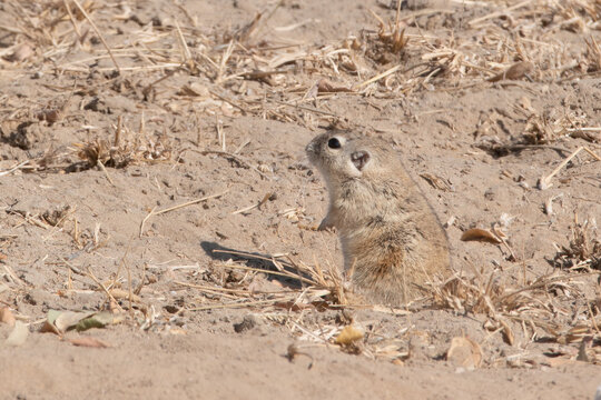 Indian desert jird or Meriones hurrianae at Jorbeer in Rajasthan, India