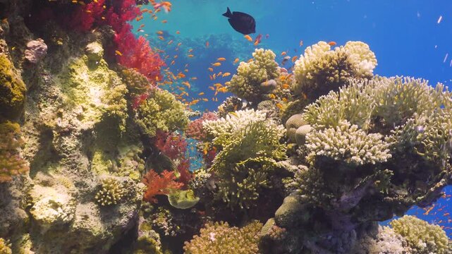 Tropical Fish on Vibrant Coral Reef