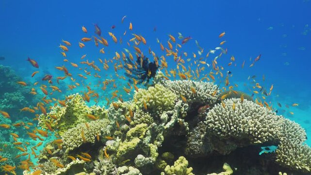 Tropical Fish on Vibrant Coral Reef
