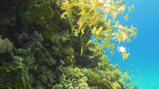 Tropical Fish on Vibrant Coral Reef