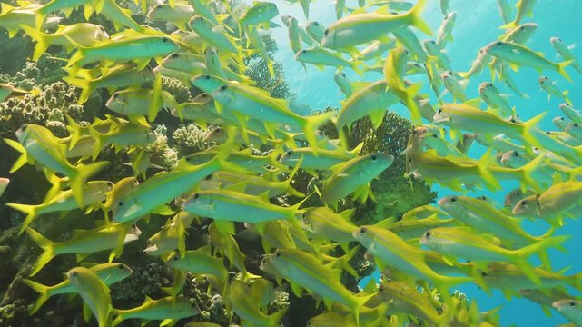 Tropical Fish on Vibrant Coral Reef