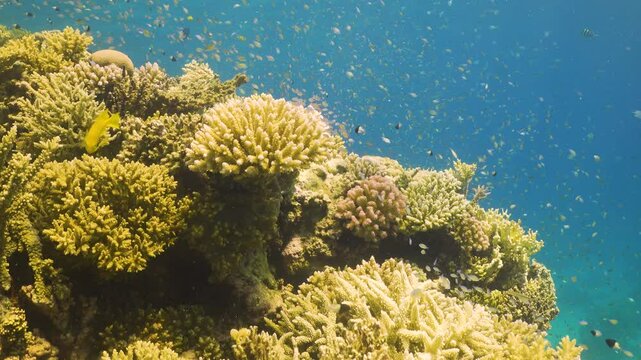 Tropical Fish on Vibrant Coral Reef