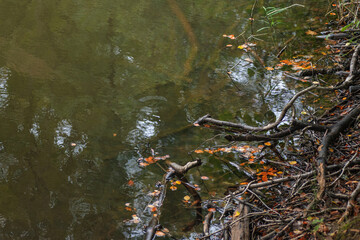 Autumn forest lake with fallen leaves and reflections of trees in water