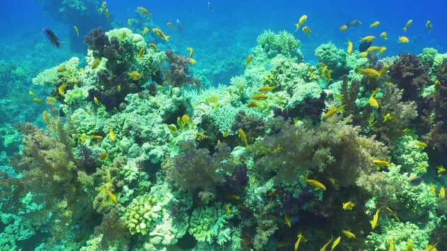 Tropical Fish on Vibrant Coral Reef