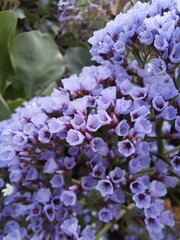 flowers in the garden