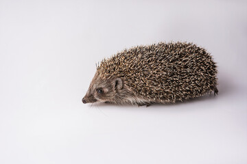 Hedgehog on a white background