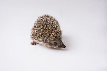 Hedgehog on a white background