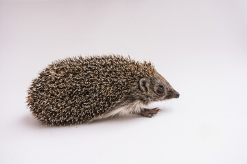 Hedgehog on a white background