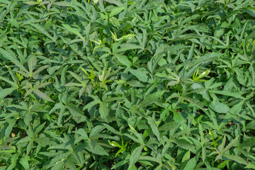 Obraz premium Abstract shape, pattern and texture of sweet potato leaves in the field. sweet potato leaves are dense and green. Can be used for graphic design or banner background