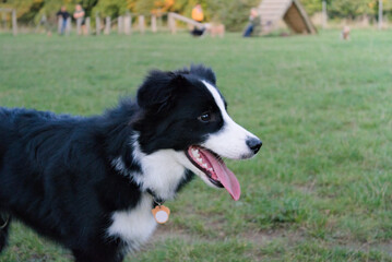 out of breath border collie dog looking ahead
