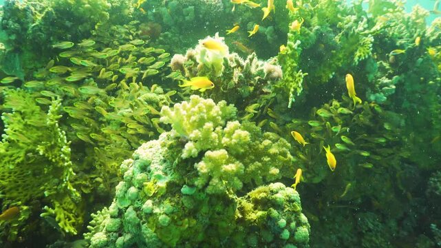 Tropical Fish on Vibrant Coral Reef