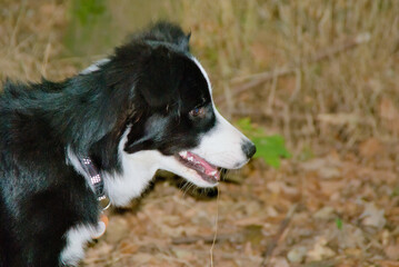 border collie dog staring at the leaves lying on the ground