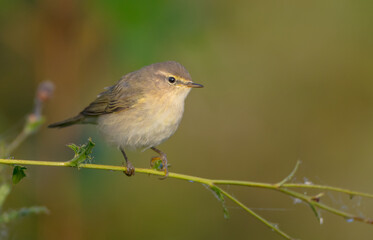 Common chiffchaff -  in autumn at a wet forest 