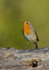 The European robin - at the wet forest in autumn