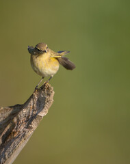 Common chiffchaff -  in autumn at a wet forest 