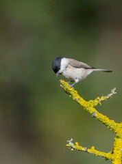 Obraz premium The marsh tit - at a wet forest in autumn