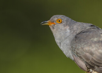 Common cuckoo - in spring at a wet forest