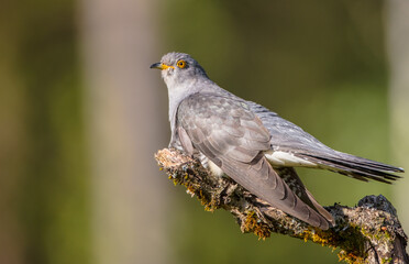 Common cuckoo - in spring at a wet forest
