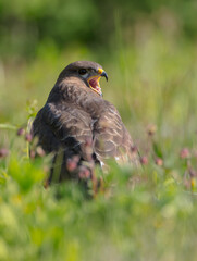 Common Buzzard in spring at a wet forest
