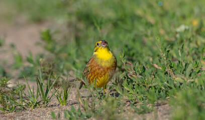 Yellowhammer  - male in summer