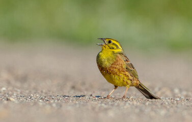 Fototapeta premium Yellowhammer - male in summer