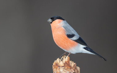 Eurasian Bullfinch - male at a wet forest in spring