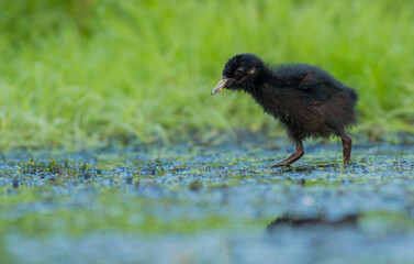 Water Rail - Rallus aquaticus - one week old chick feeding at a wetland © Simonas