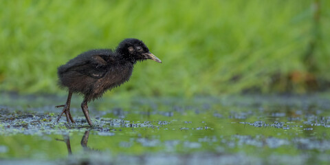 Water Rail - Rallus aquaticus - one week old chick feeding at a wetland