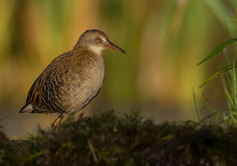 Water Rail - juvenile bird at a wetland in summer
