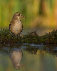 Fototapeta premium Water Rail - juvenile bird at a wetland in summer 