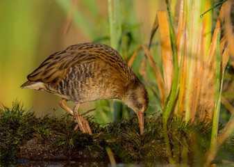 Water Rail - juvenile bird at a wetland in summer
