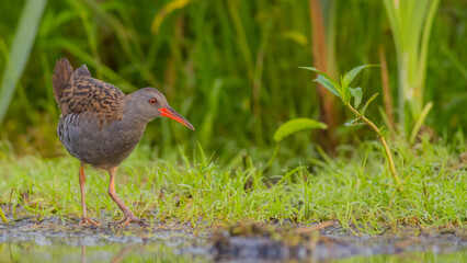 Water Rail - adult bird at a wetland in summer