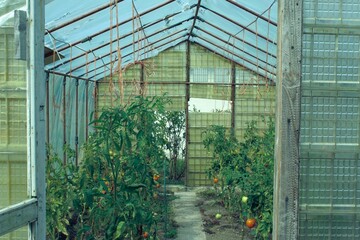 Tomatos in the greenhouse