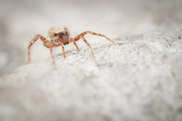 Wolf spider (Pardosa) on the ground, Belgium