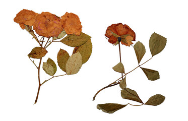 Dried rose flowers and twigs with leaves. Dry pressed leaf and flower. Can be used for retro,...