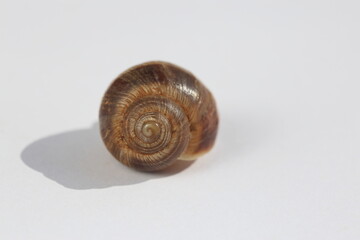 snail isolated on white background	
