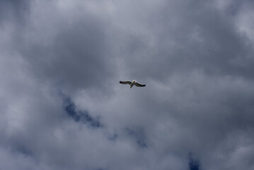 seagull flying away
