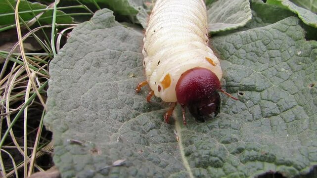 A stag beetle larva crawls on a green leaf close-up Lucanus cervus