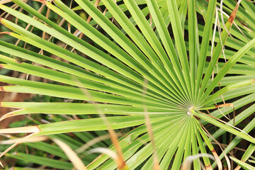 Fresh green leaf of a Chamaerops palm, close-up. Nature background. Plant. Natural wallpaper with...