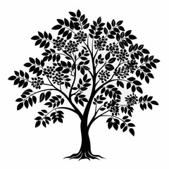 Obraz premium cassia-tree-silhouette