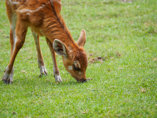 Sitatunga © EwaAF