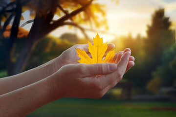 A person is holding a leaf in their hand. The leaf is yellow and he is from a maple tree. Concept of appreciation for nature and the beauty of the changing seasons